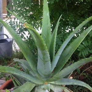 Meet your Posher, Cristina